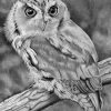 eastern-screec-owl-jen-norman