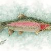rainbow-trout-jen-norman