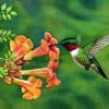 ruby-throated-hummingbird-jen-norman